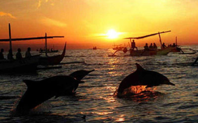 Incredible Dolphin Watching Tour
