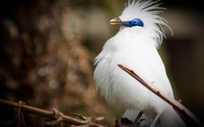 Bali Starling: The Beauty from Bali