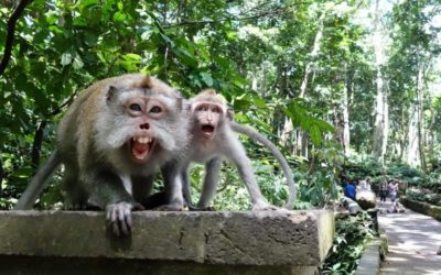 The Sacred Natural Monkey Forest in Ubud